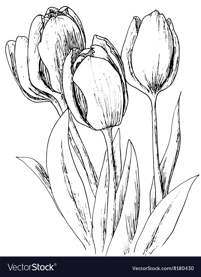 Tulips on a white background Royalty Free Vector Image