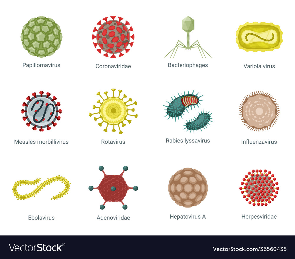 Microscopic structure viruses set round pinch Vector Image