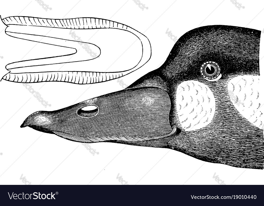 Surf duck vintage Royalty Free Vector Image - VectorStock