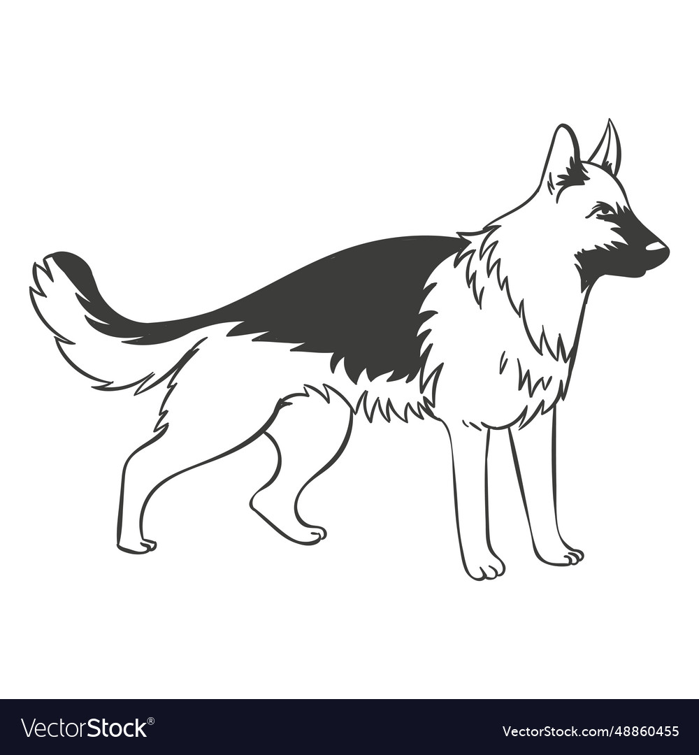 German shepherd staring hand drawn Royalty Free Vector Image