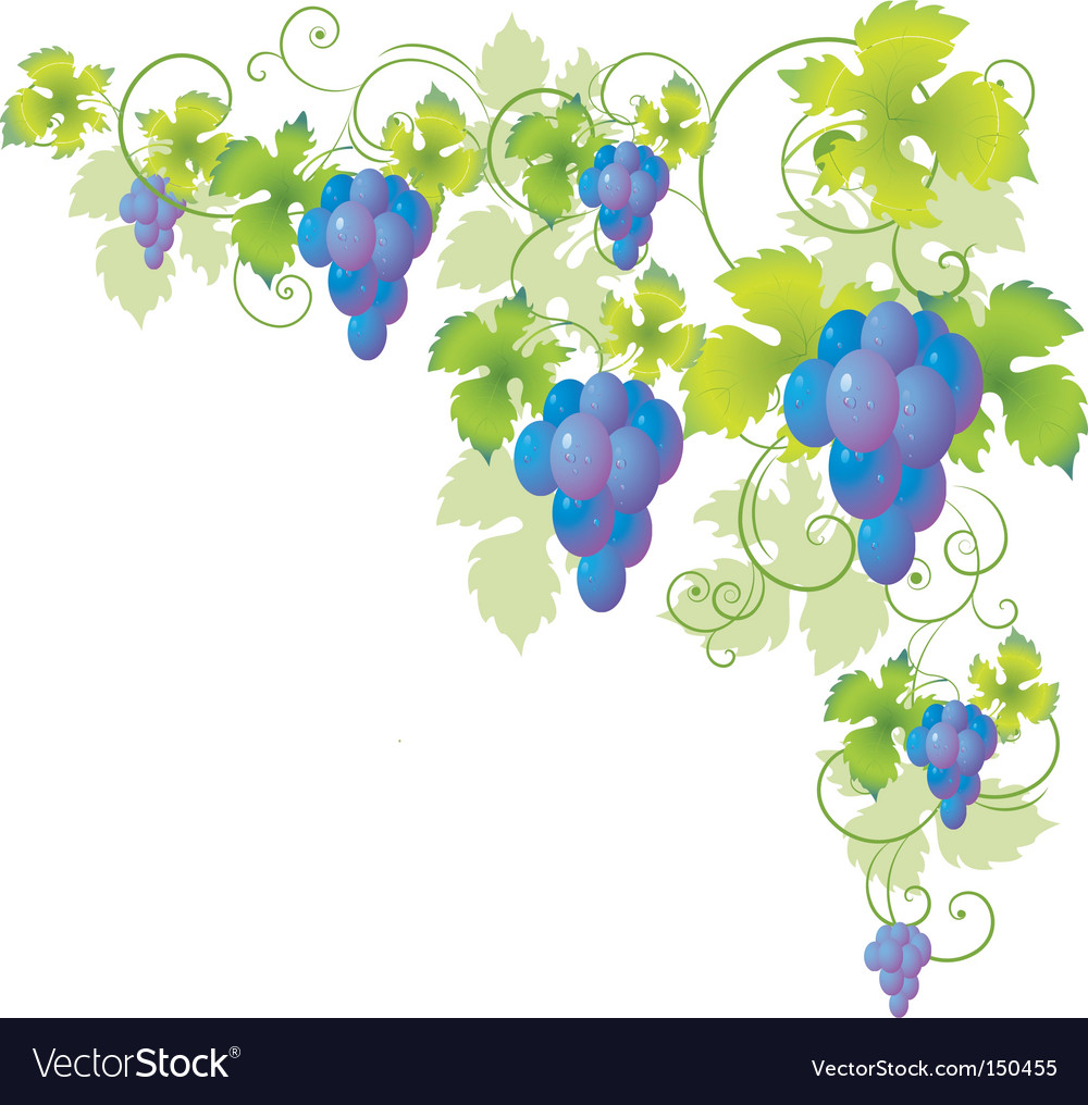 Grape vine Royalty Free Vector Image - VectorStock