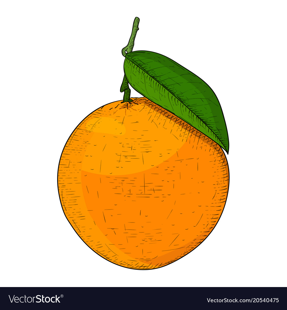 Orange With Leaf Hand Drawn Colored Sketch Vector 20540475 