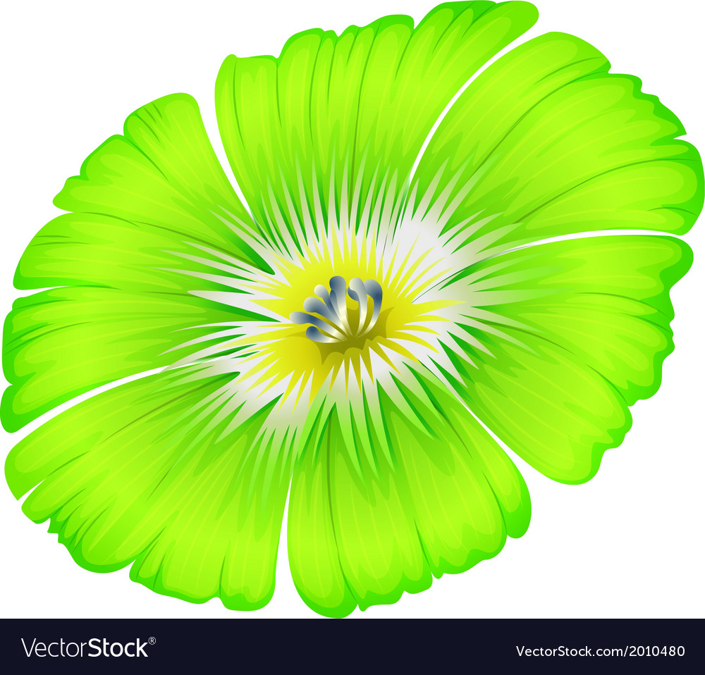 A bright green flower Royalty Free Vector Image