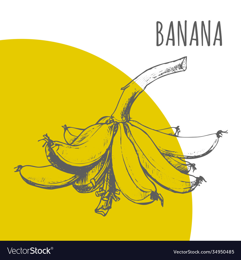 Banana fruit bunch botanical sketch plant Vector Image