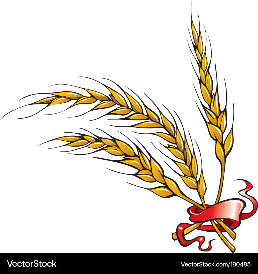Wheat ears Royalty Free Vector Image - VectorStock