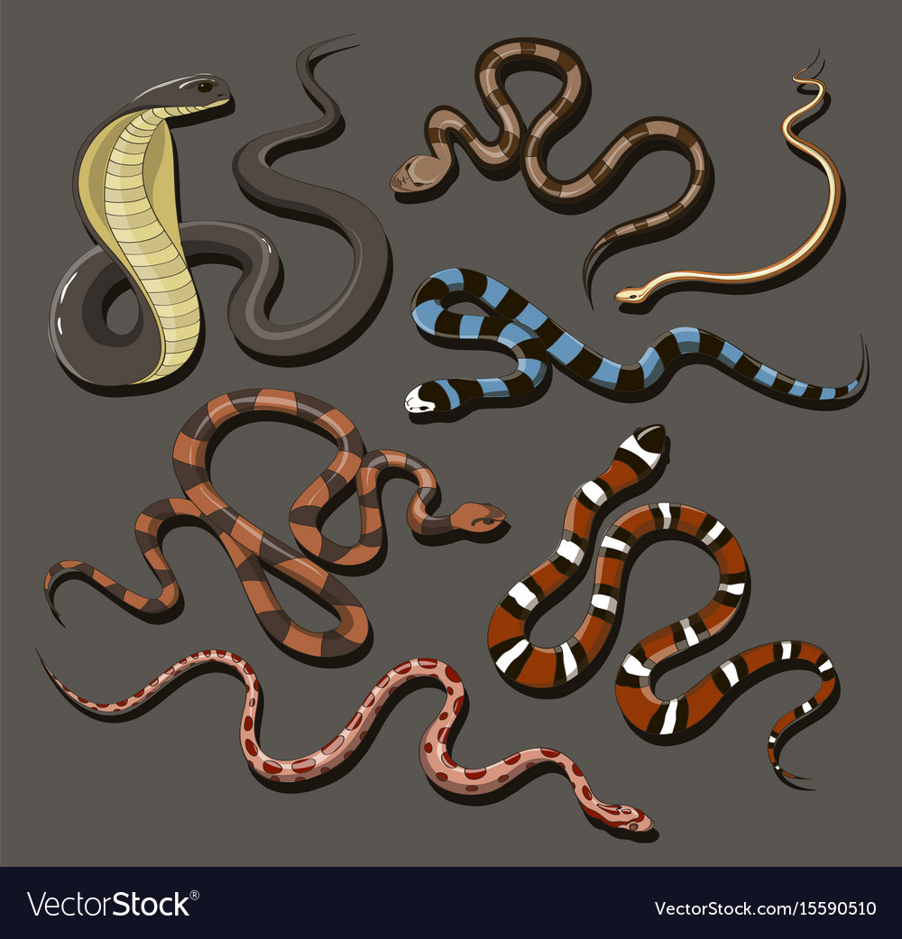 Hand Drawn Snake Set Royalty Free Vector Image