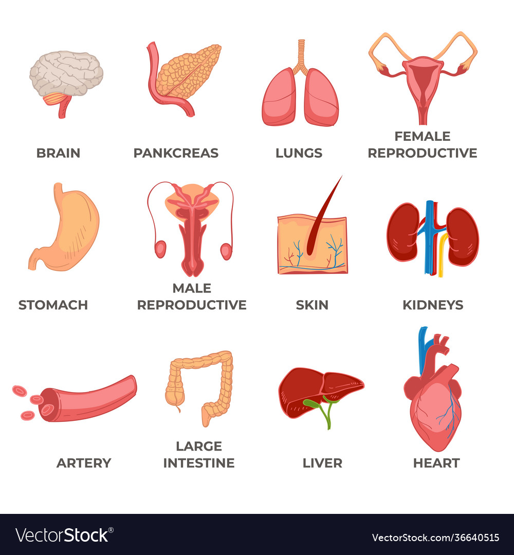 Organs human body systems and structures part Vector Image