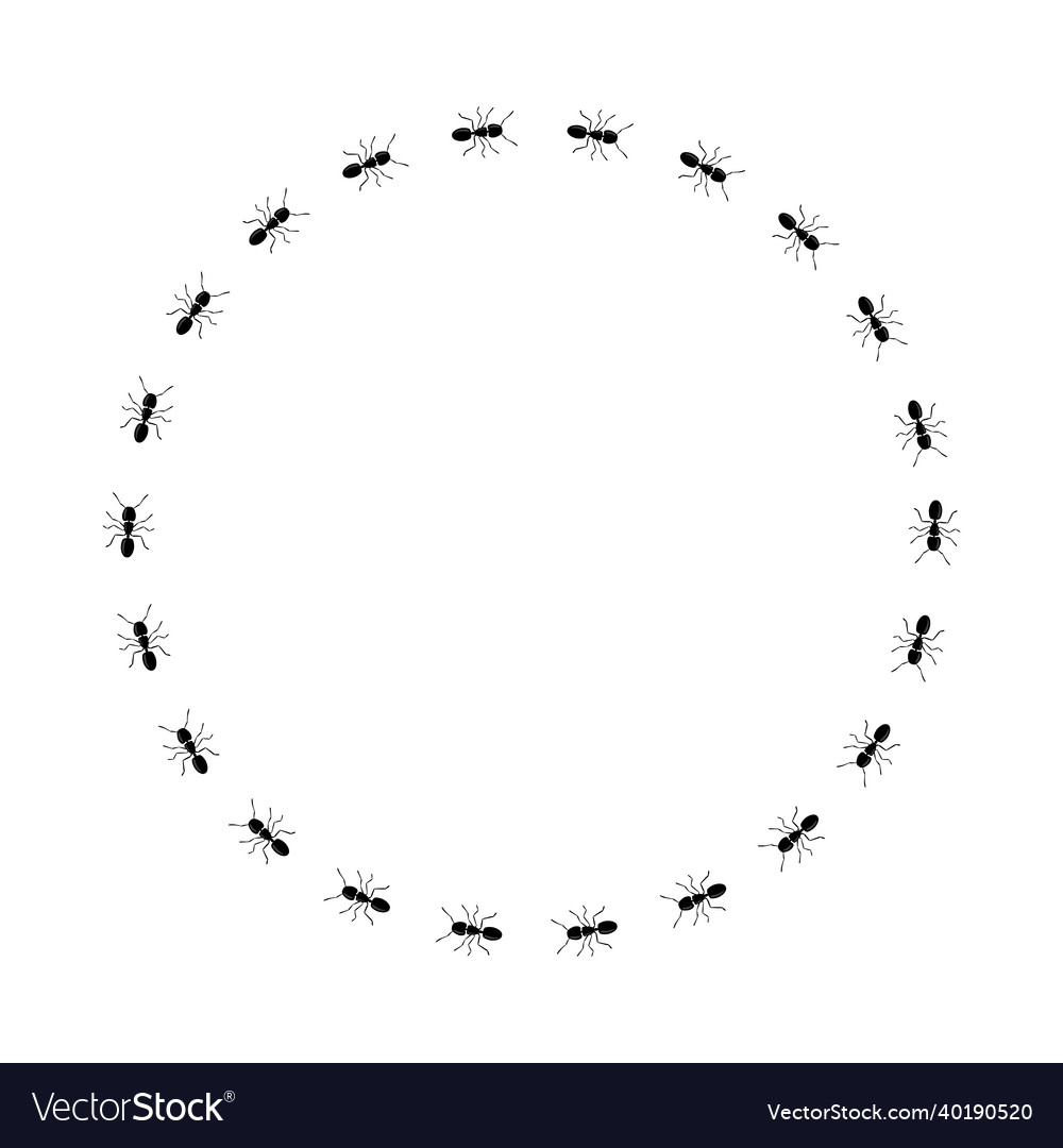 Ant trail circle shape frame from black ants Vector Image