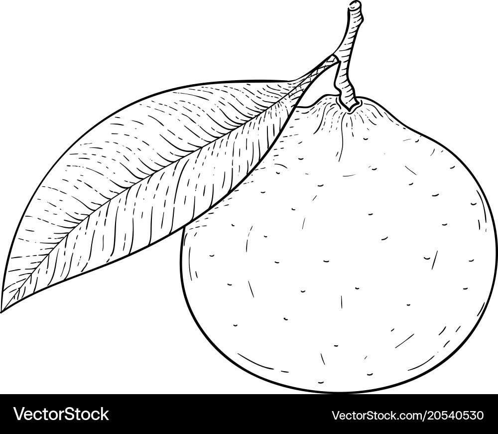 Clementine hand drawn sketch Royalty Free Vector Image
