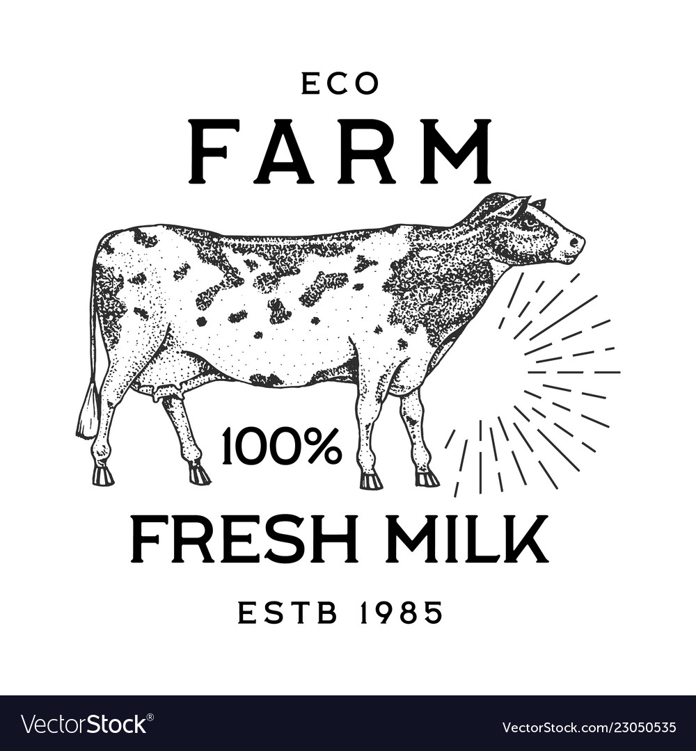 Farm cattle bull or cow natural milk and meat vector image Farm cattle bull or cow natural milk and meat