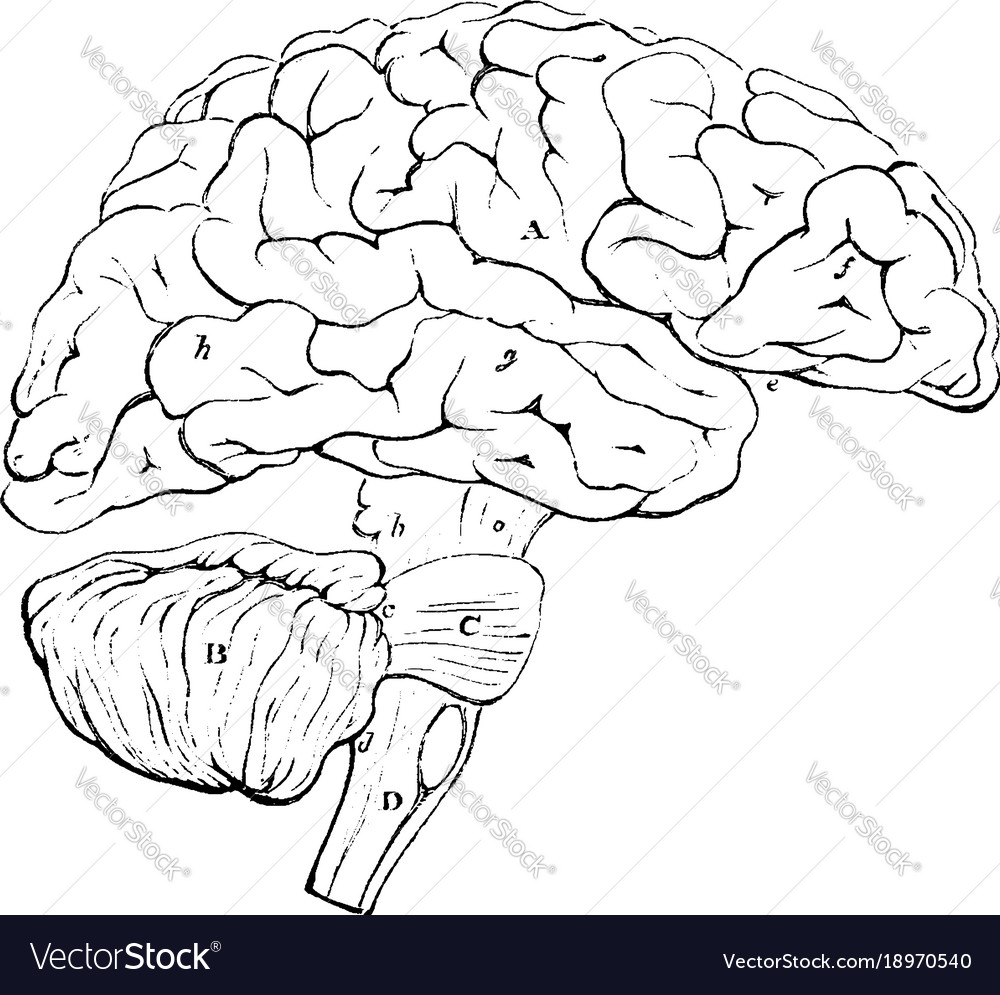 Outline of the encephalon vintage Royalty Free Vector Image