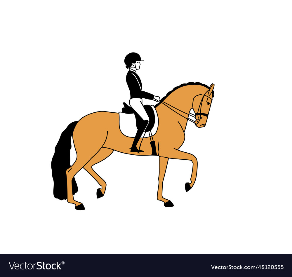 Horsewomen and horse sport simple drawing Vector Image