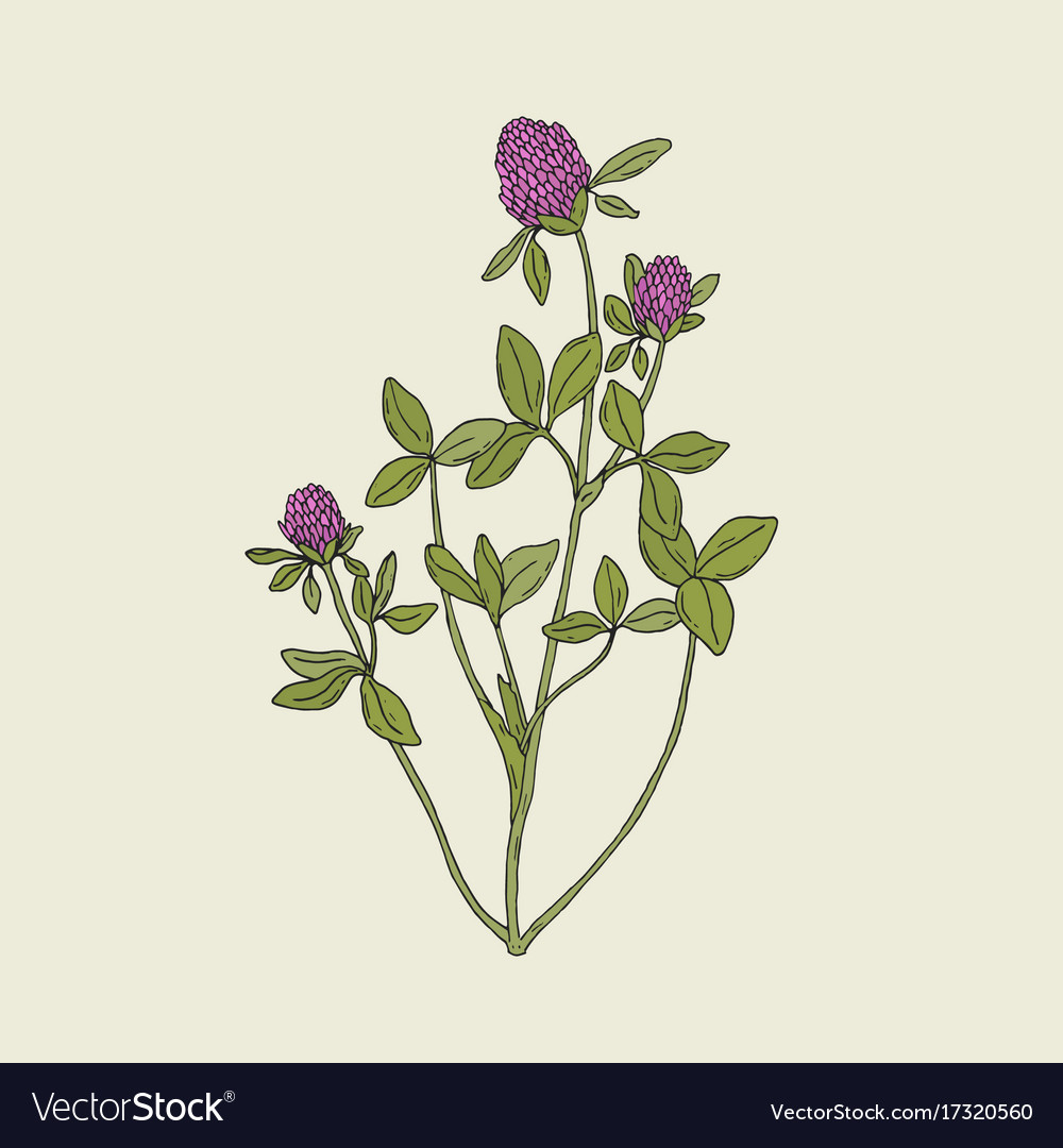 Elegant drawing of red clover with pink blooming Vector Image