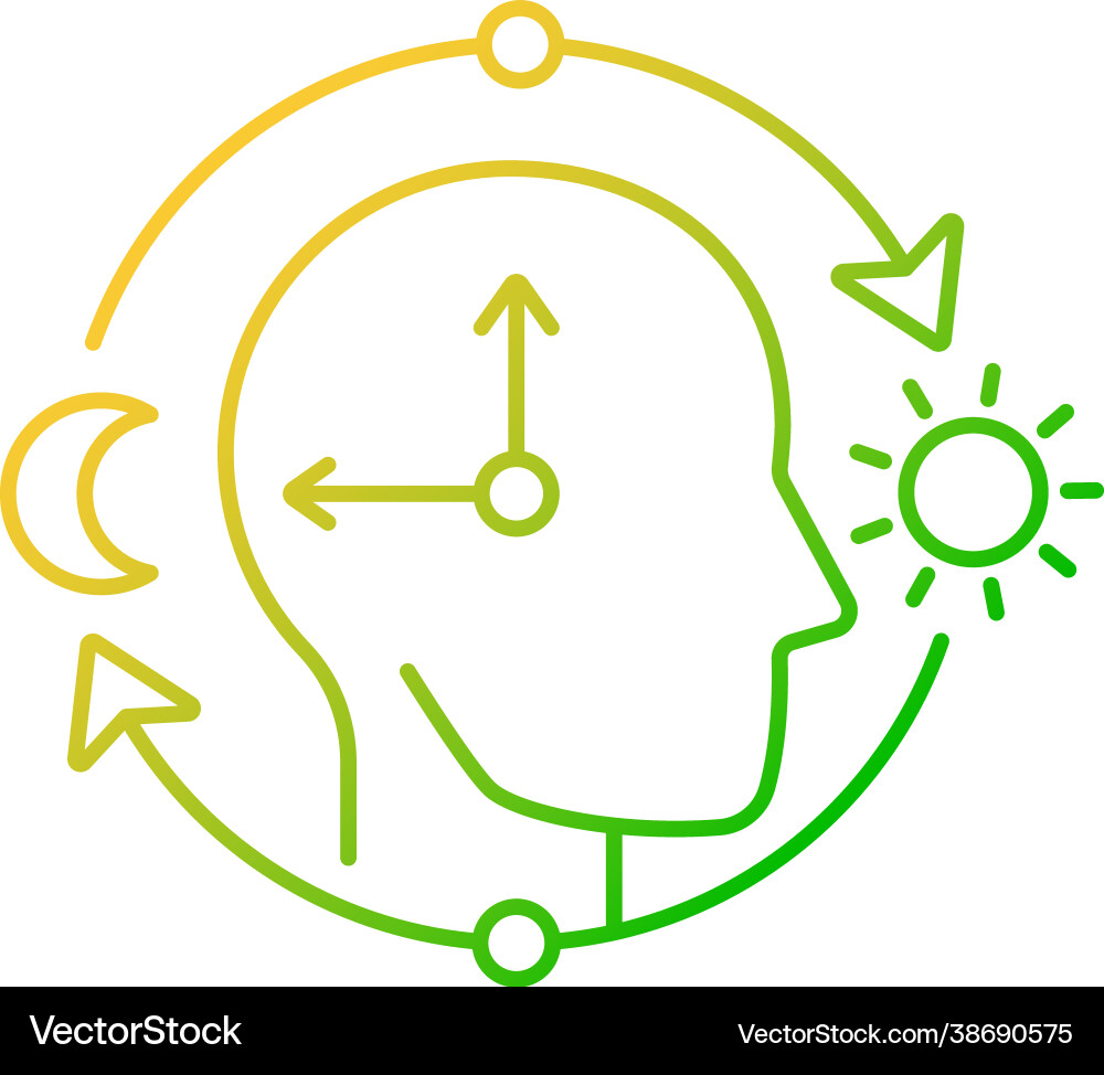 Circadian rhythms gradient linear icon Royalty Free Vector