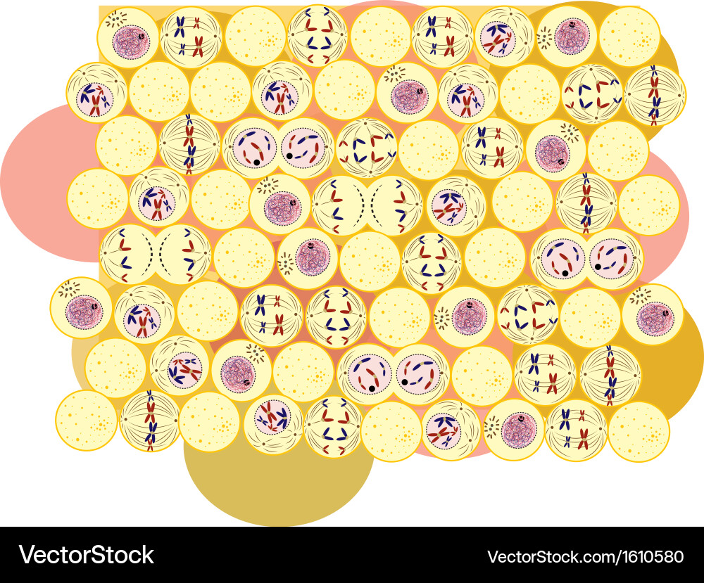 Mitosismix Royalty Free Vector Image - VectorStock