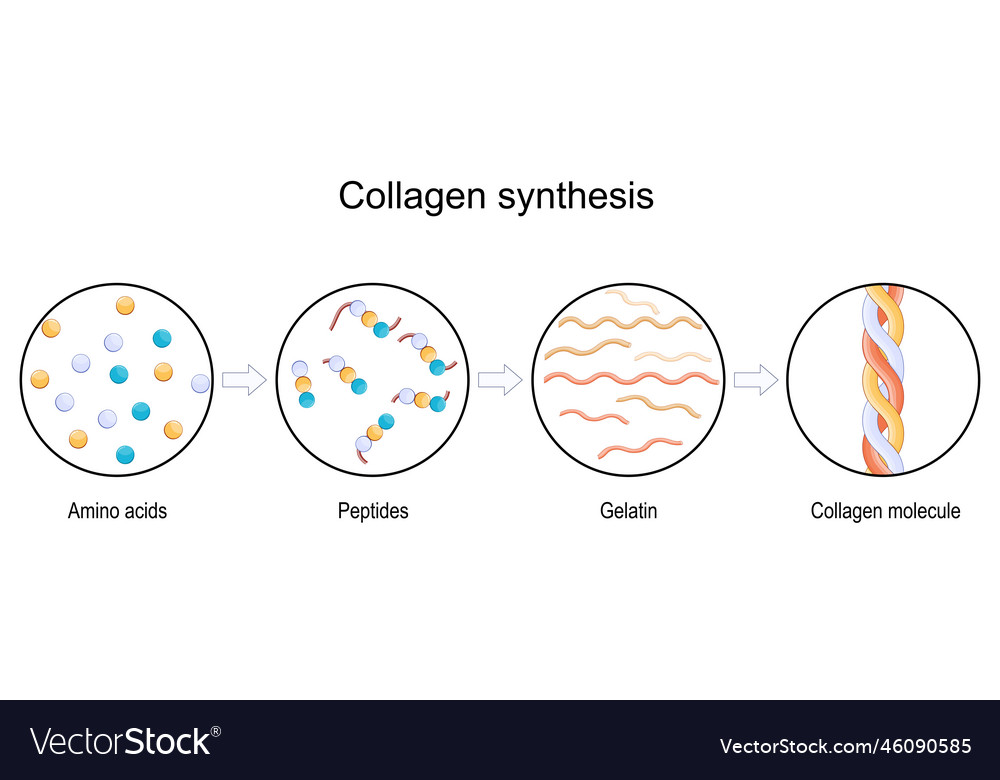 Collagen Synthesis From Amino Acids And Peptides Vector Image