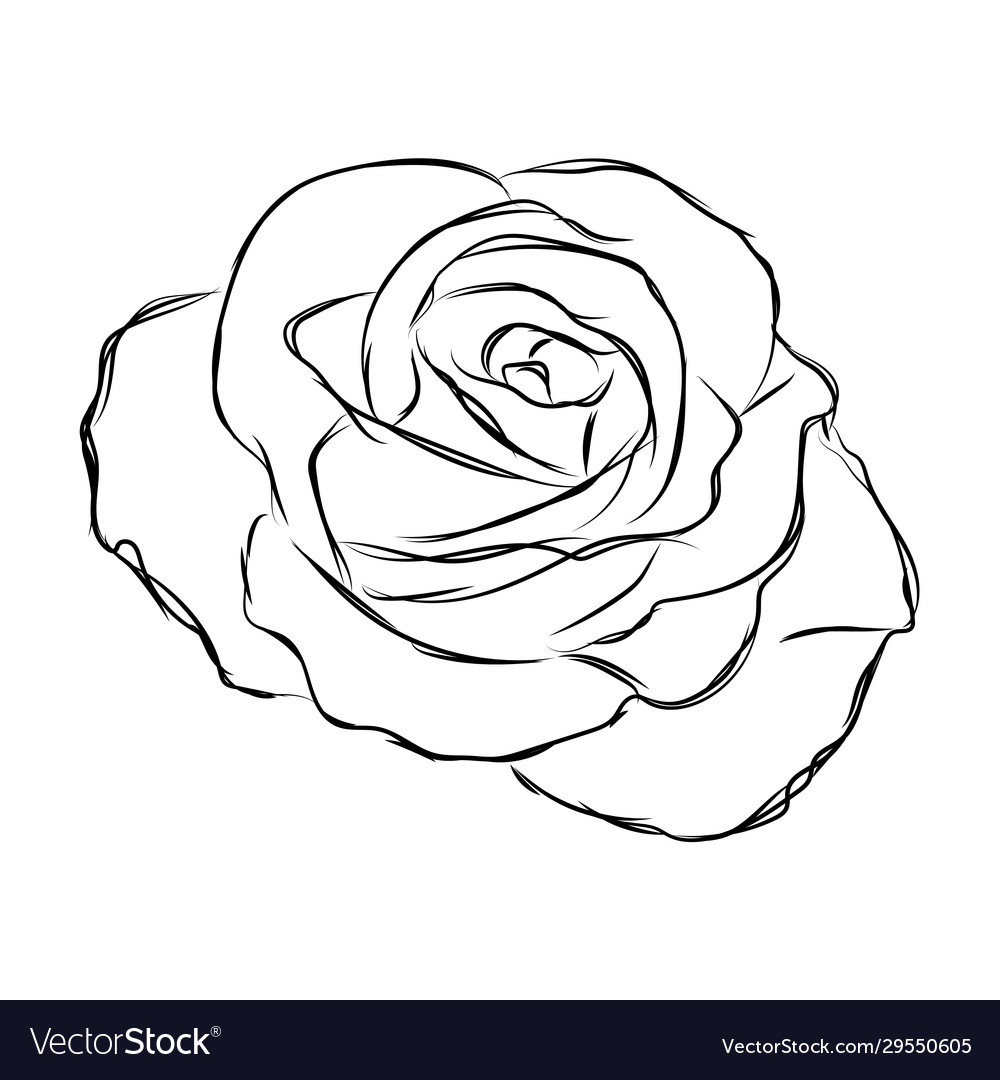 Isolated sketch a flower Royalty Free Vector Image