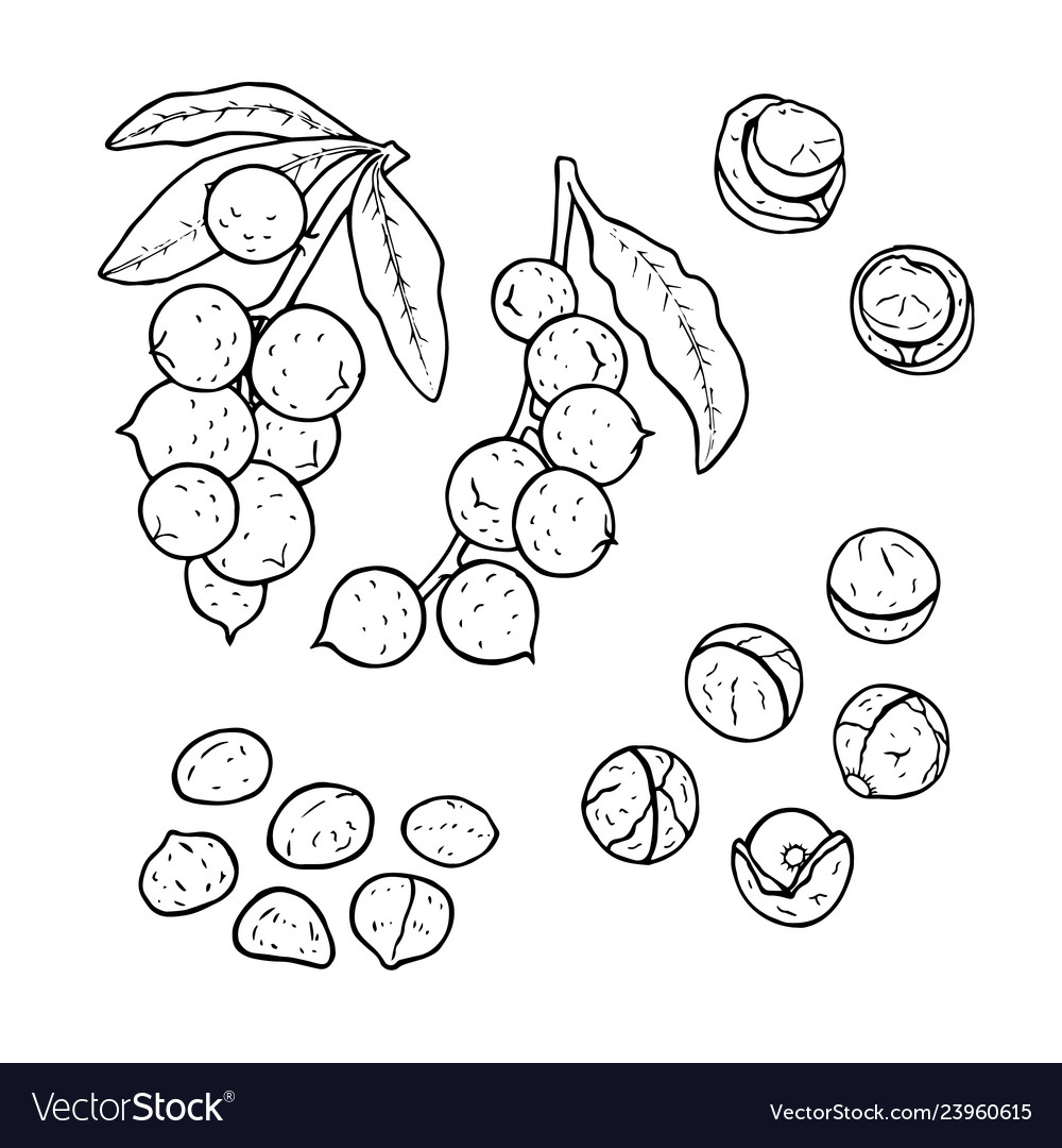 Linear set macadamia nuts line drawing Royalty Free Vector