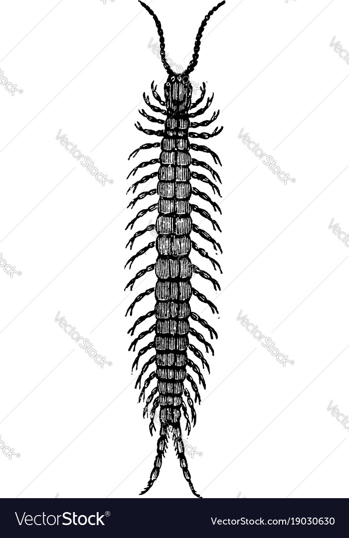 Centipede vintage Royalty Free Vector Image - VectorStock