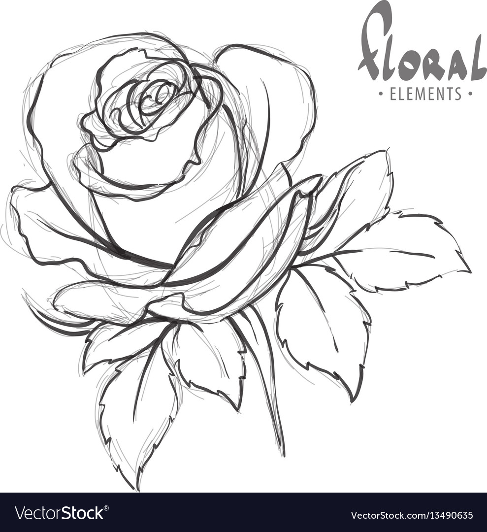 How To Sketch A Rose Step by Step Drawing Guide by Dawn  DragoArt