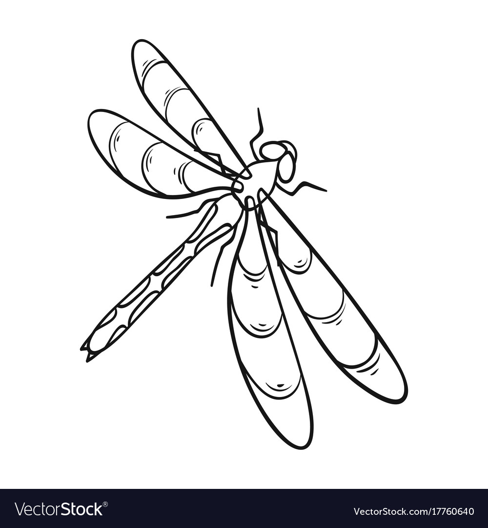 A dragonfly a predatory insectdragonfly flying Vector Image