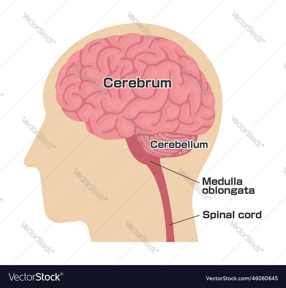 human-head-anatomy-structure-royalty-free-vector-image