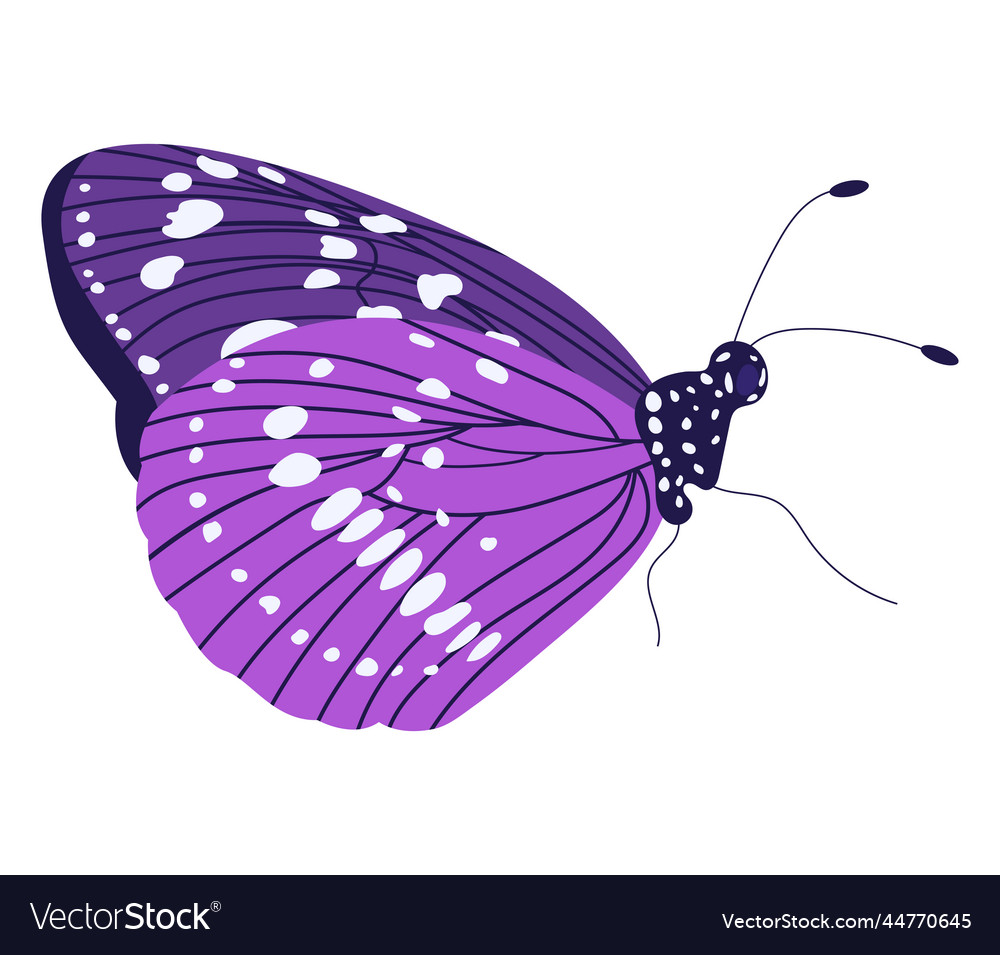 Single colorful butterfly isolated on white Vector Image Single colorful butterfly isolated on white Vector Image