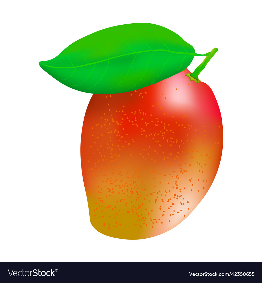 Mango whole fruit with leaf Royalty Free Vector Image