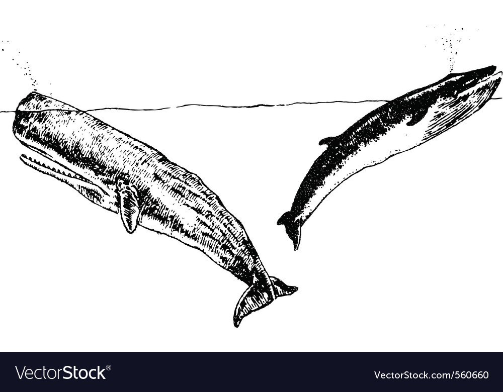 Whales Royalty Free Vector Image - VectorStock