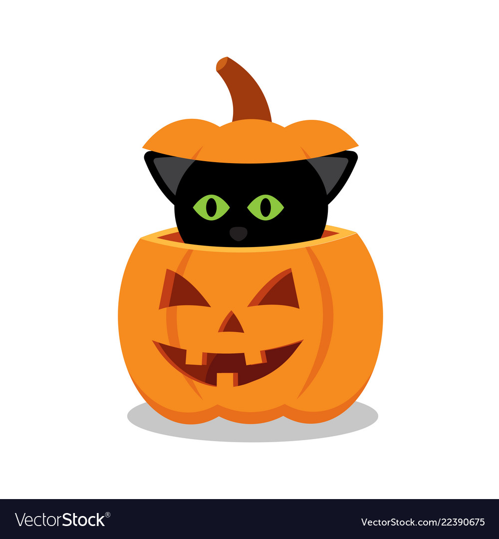 pumpkin with cat