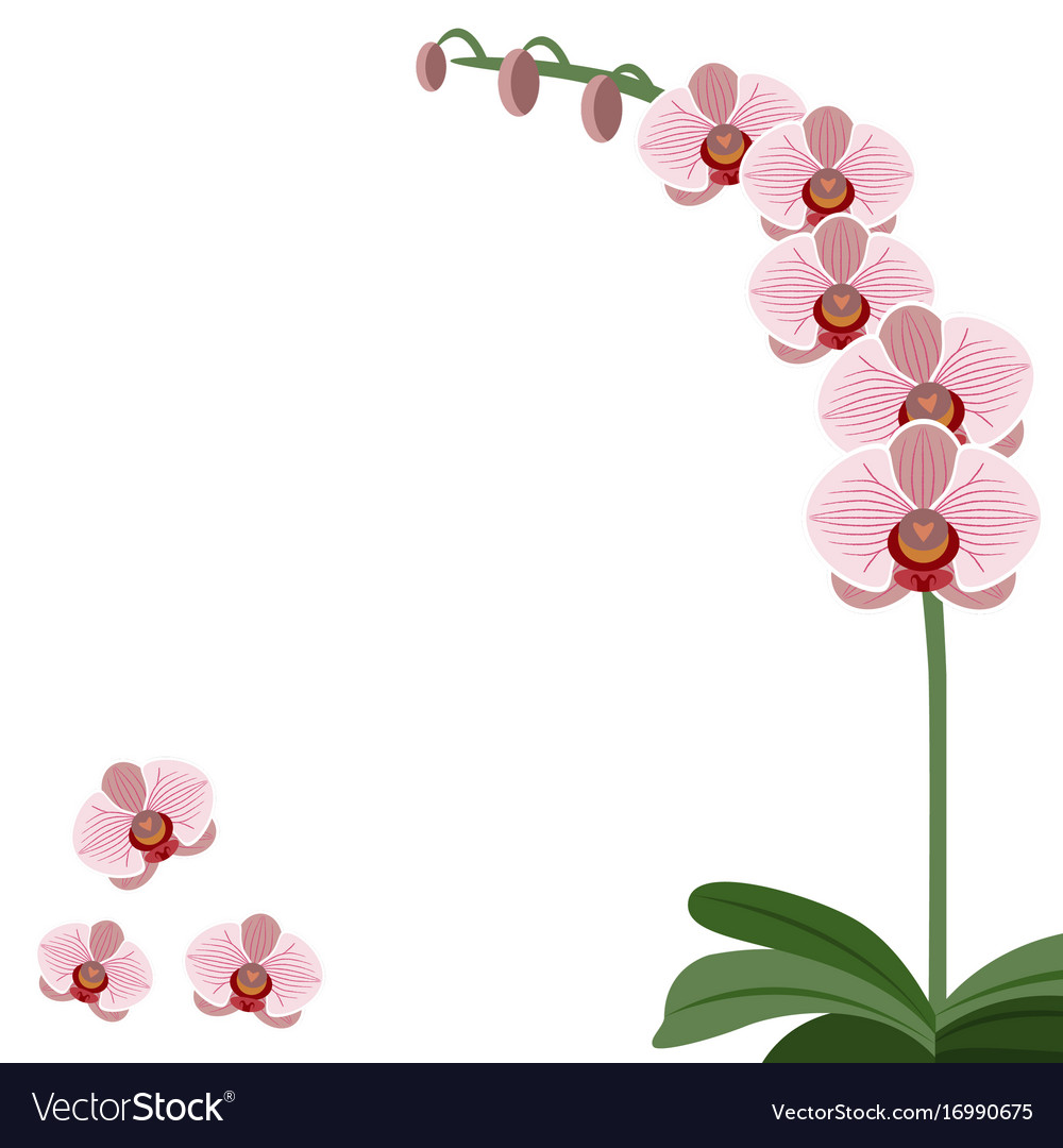 Card pink orchid flowers Royalty Free Vector Image