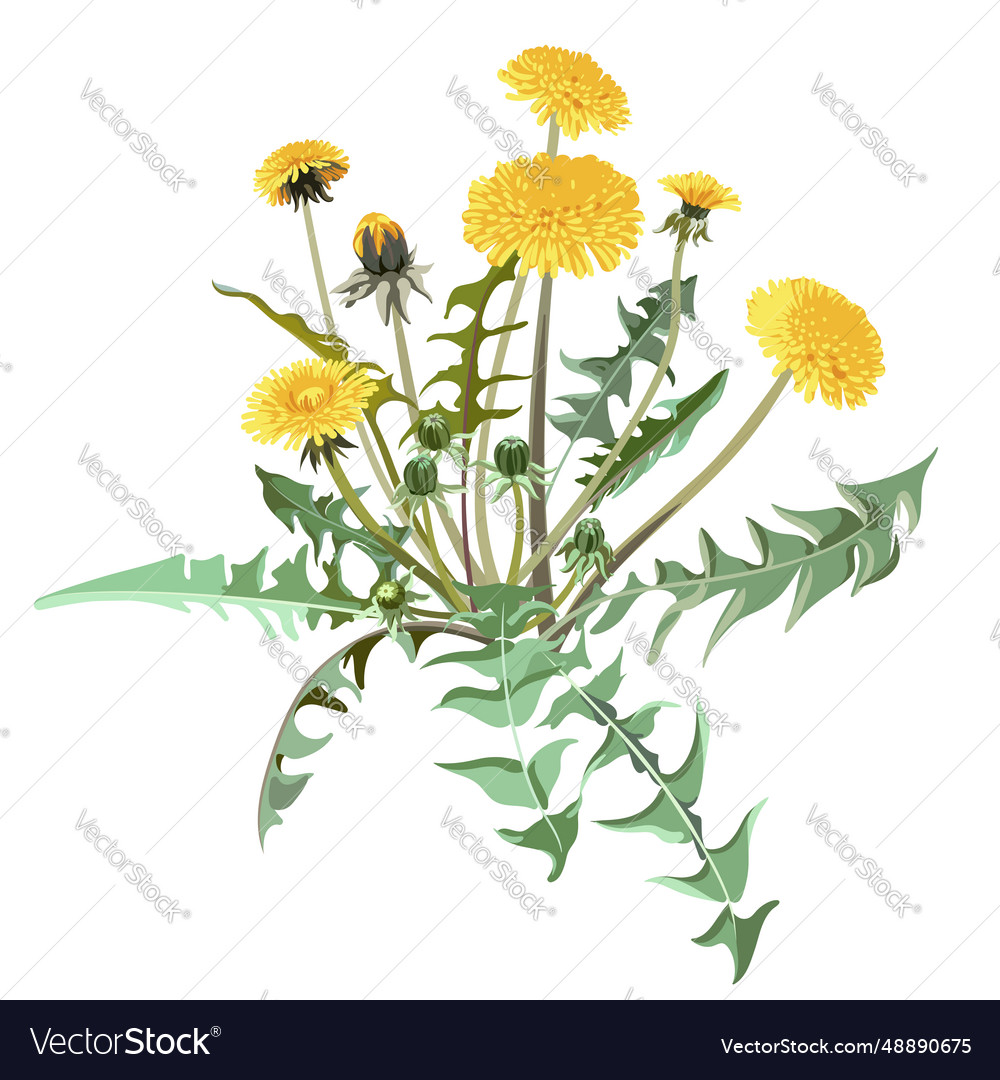 Flowers - yellow taraxacum Royalty Free Vector Image