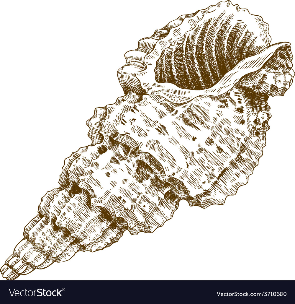 Engraving shell Royalty Free Vector Image - VectorStock