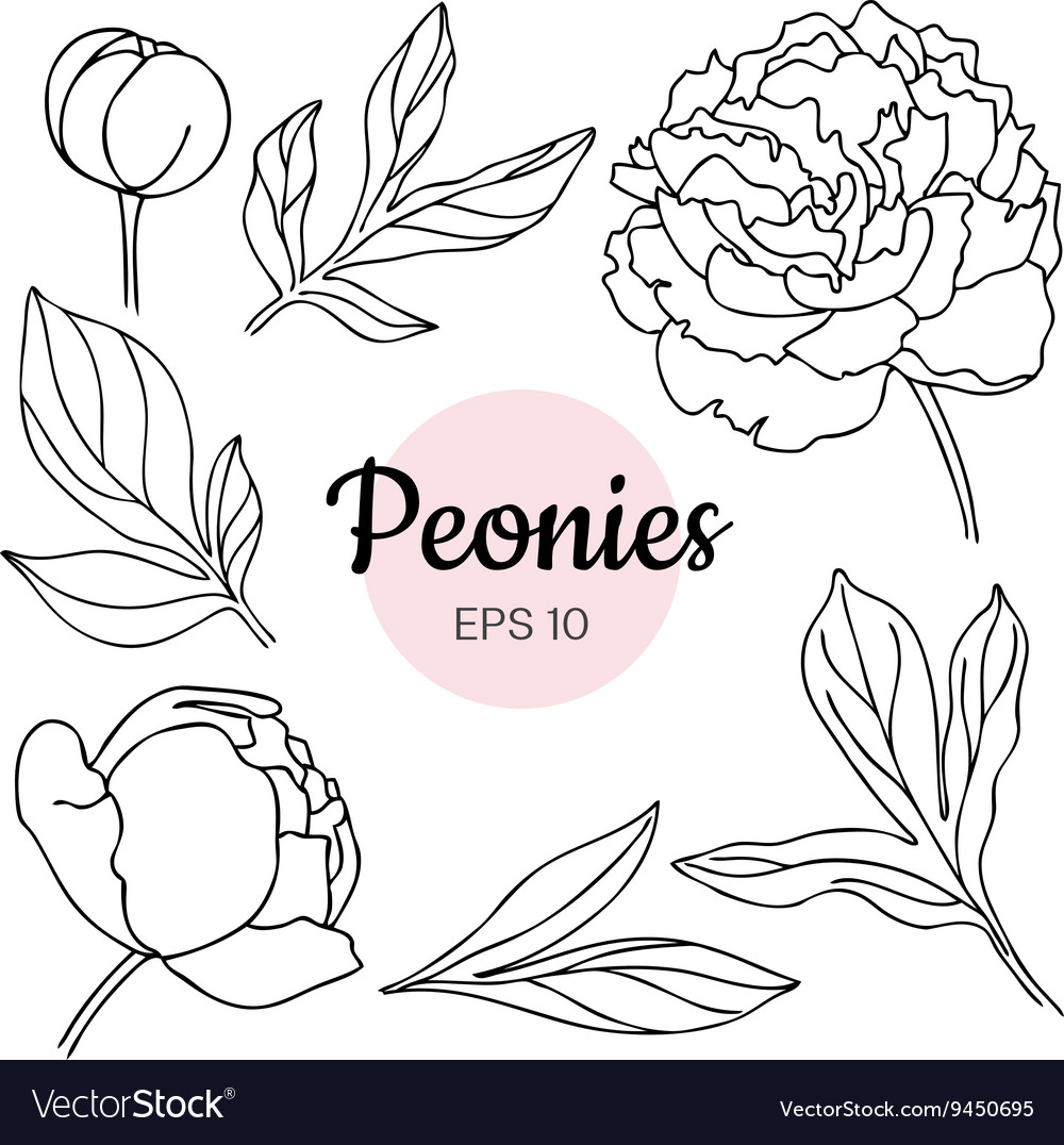 Set Of Monochrome Black And White Peony Royalty Free Vector