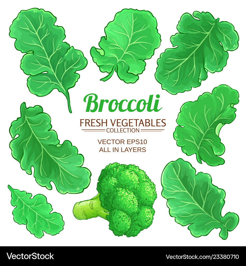 Broccoli elements set on white background Vector Image