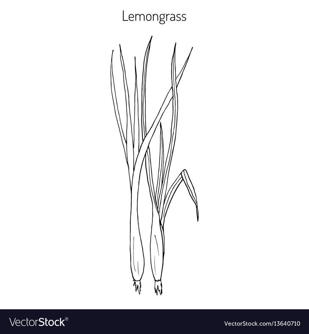 Lemongrass medicinal plant Royalty Free Vector Image