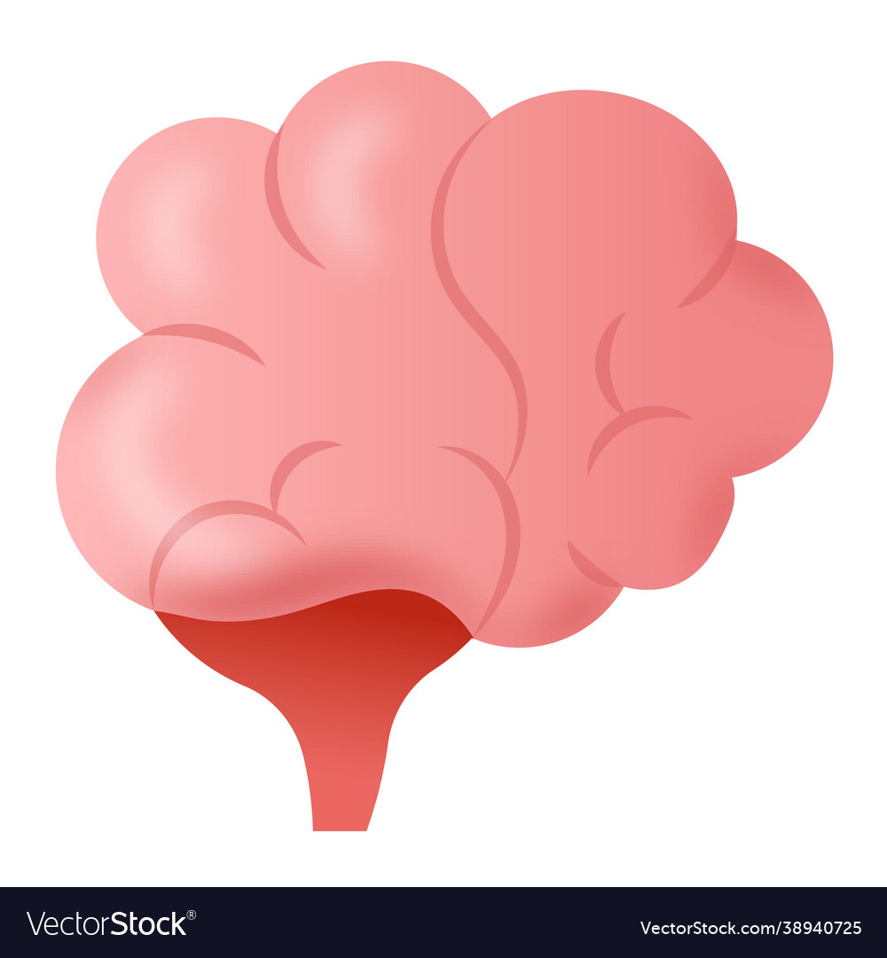 Cerebellum Royalty Free Vector Image Vectorstock Cerebellum Royalty Free Vector Image Vectorstock
