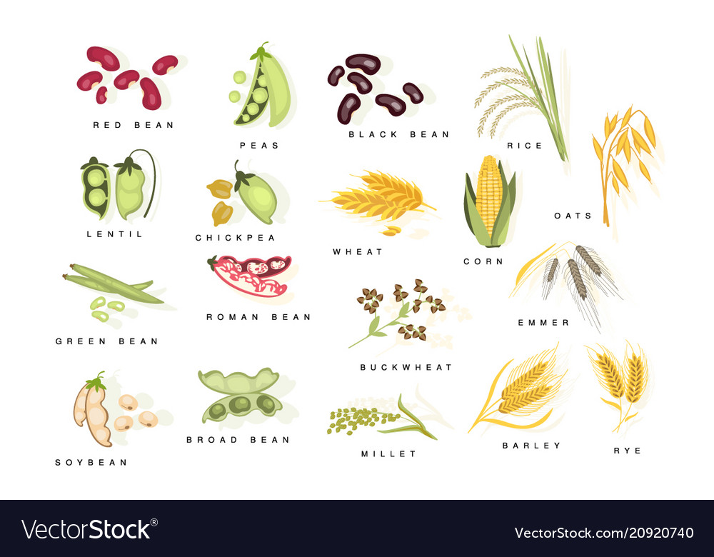 Cereal Plants With Names Set Royalty Free Vector Image