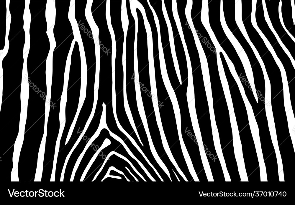 Zebra skin texture pattern Royalty Free Vector Image