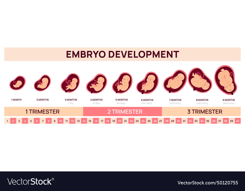 Human fetal development infographics embryo Vector Image