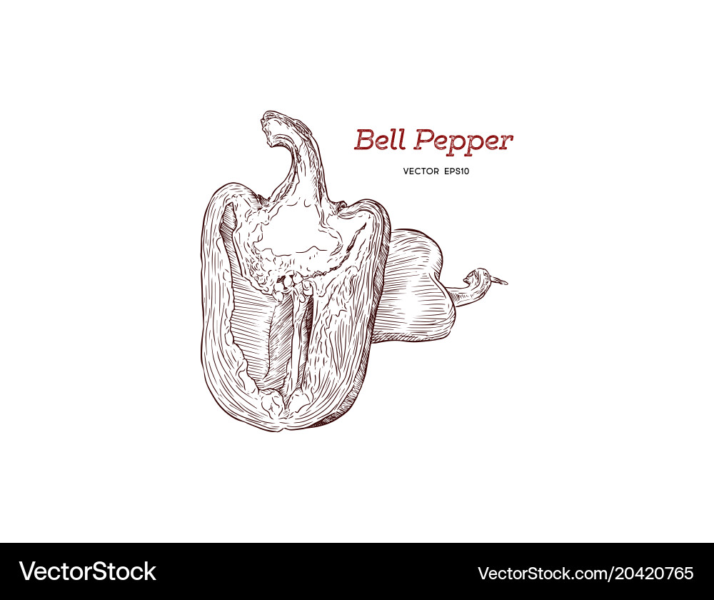 Pepper hand drawn set Royalty Free Vector Image