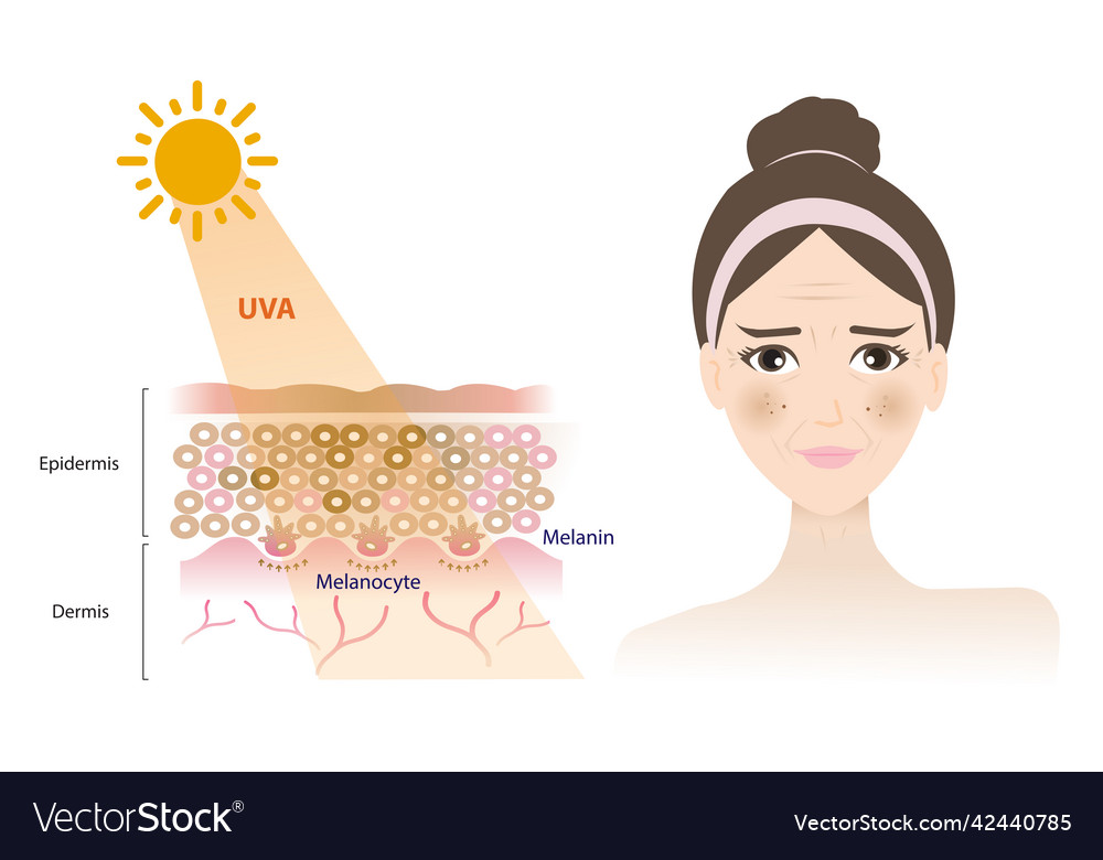 Uva rays penetrate into the skin layer Royalty Free Vector