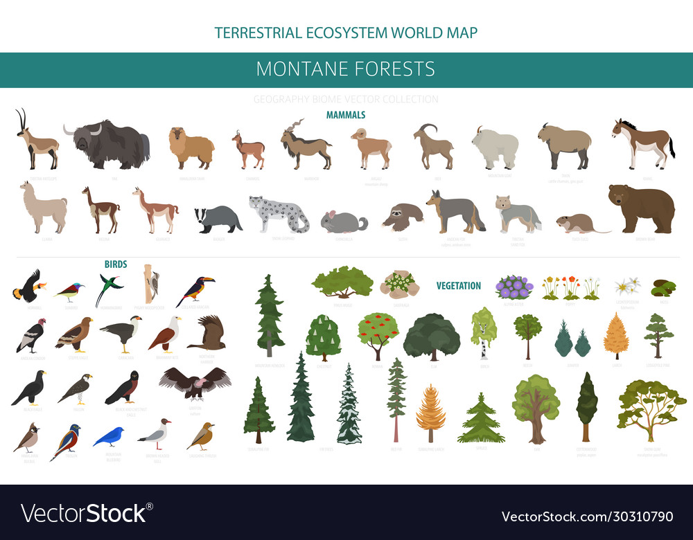 montane-forest-biome-natural-region-infographic-vector-image