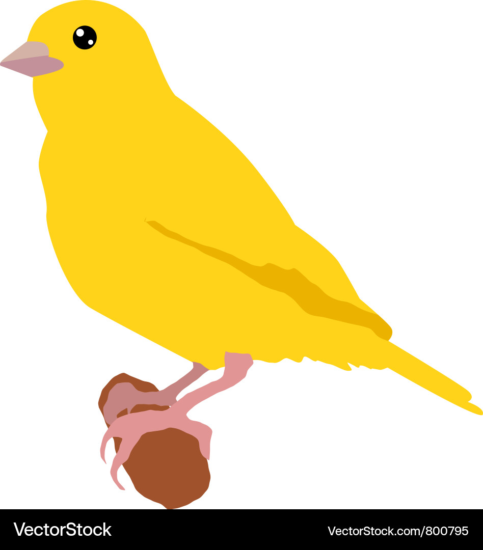 Canary Royalty Free Vector Image - VectorStock