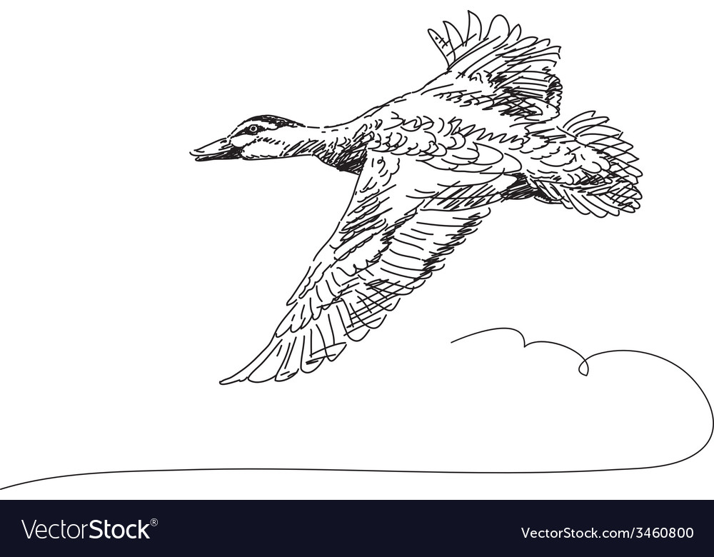 Duck flying Royalty Free Vector Image - VectorStock