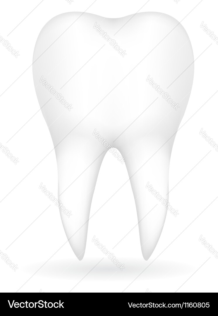 Tooth Royalty Free Vector Image - VectorStock