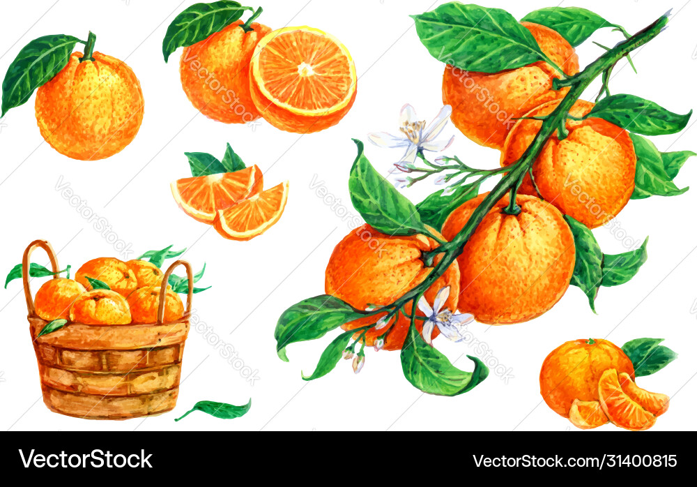 Oranges set Royalty Free Vector Image - VectorStock