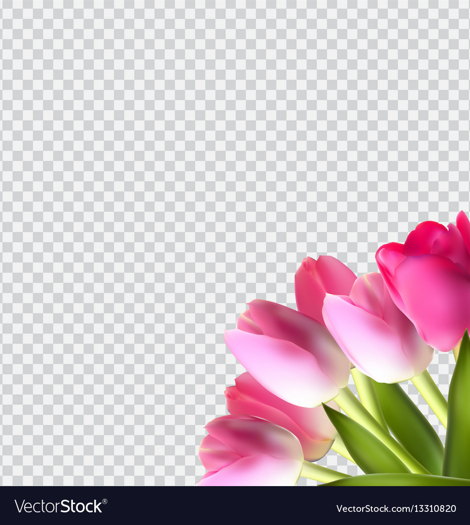 Beautiful pink realistic tulip on transparent Vector Image