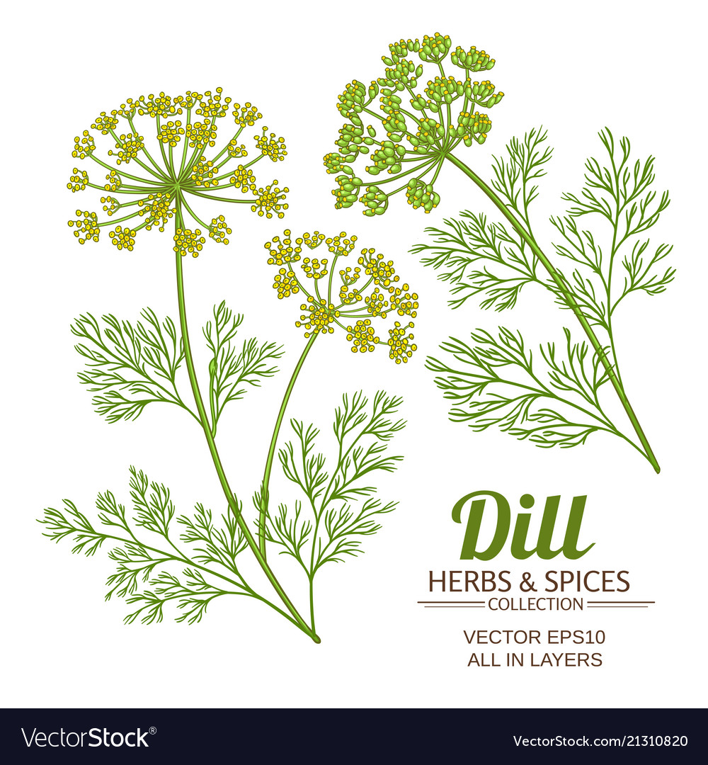 Dill plant set Royalty Free Vector Image - VectorStock