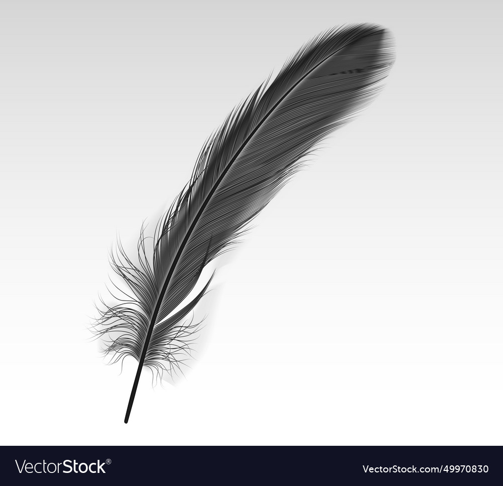 Single crow feather realistic on white Royalty Free Vector